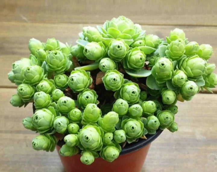 Green Greenovia Flower Seeds for Planting – Heirloom, Non-GMO, High Germination Organic Garden Seeds