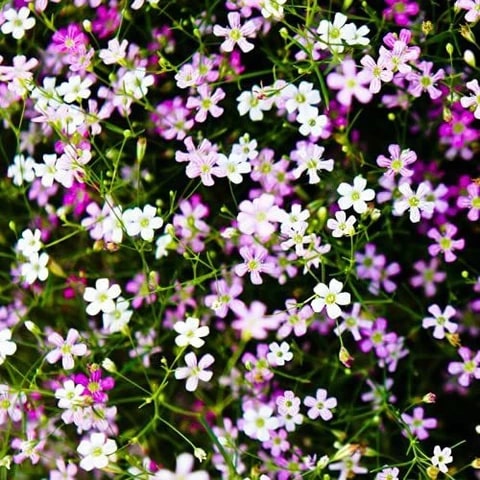 Mixed Color Gypsophila Flower Seeds for Planting – Heirloom, Non-GMO, Seasonal Bloomer, High Germination