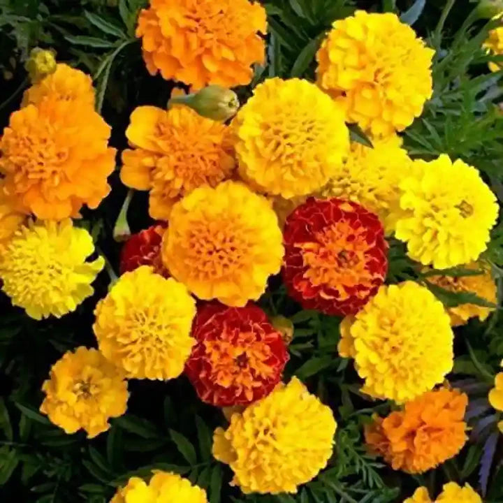 Mixed Marigold Flower Seeds for Planting – Heirloom, Non-GMO, Easy-to-Grow Garden Bloom Seeds for Vibrant Flowers