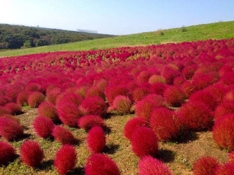 Flower Seeds, Seeds,Seeds For Planting,Plant Seeds