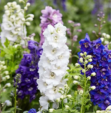 Flower Seeds, Seeds,Seeds For Planting,Plant Seeds
