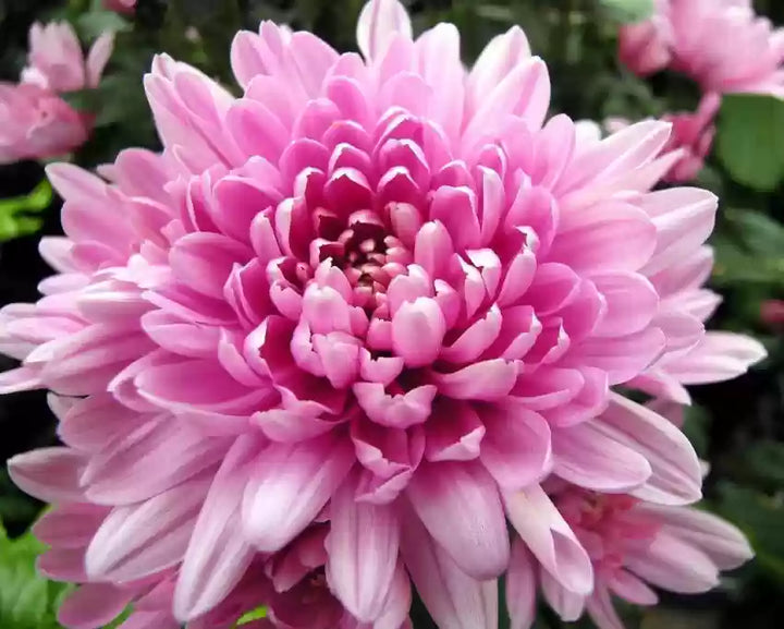 Flower Seeds, Seeds,Seeds For Planting,Plant Seeds