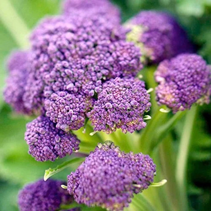 Early Purple Broccoli Seeds for Planting – Heirloom, Non-GMO, Nutritious Vegetable – High Germination