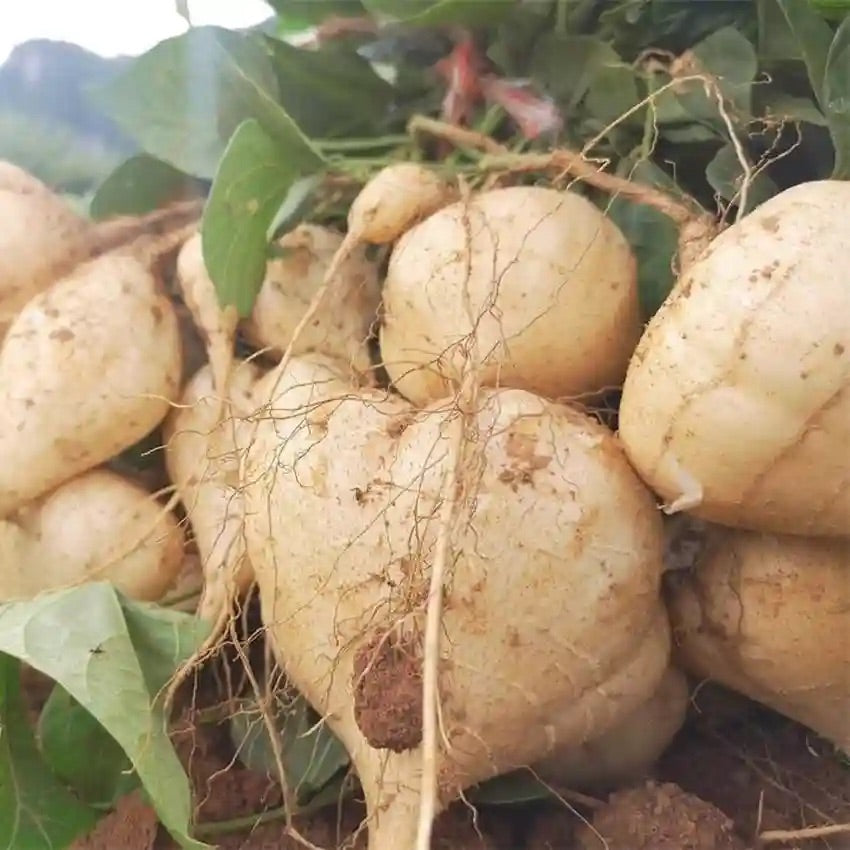Yam Seeds – Heirloom Non-GMO Nutritious Root Vegetable Seeds for Planting, Organic Garden Seeds, High Germination