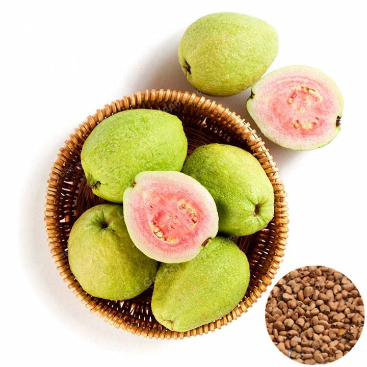 Guava seeds for planting - Heirloom & Non-GMO tropical sweet fruit garden seeds