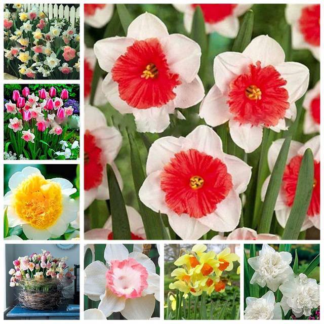 Mixed Double Petal Narcissus Daffodil Seeds for Planting – Heirloom, Non-GMO, High Germination Organic Garden Seeds