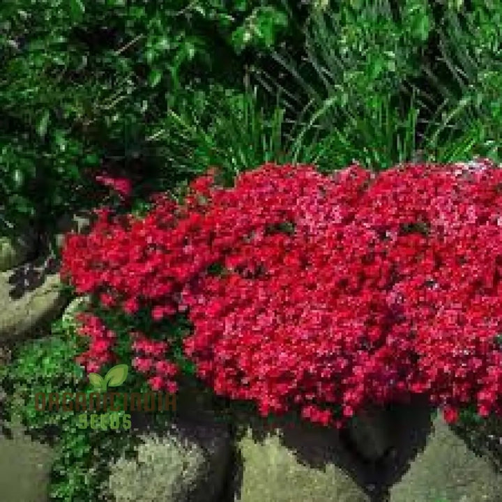 Red Aubrieta Rock Cascade Seeds for Planting – Heirloom, Non-GMO, High Germination