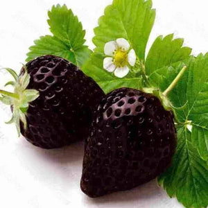 Fruit Seeds,Garden seeds, Seeds For Planting,Plant Seeds