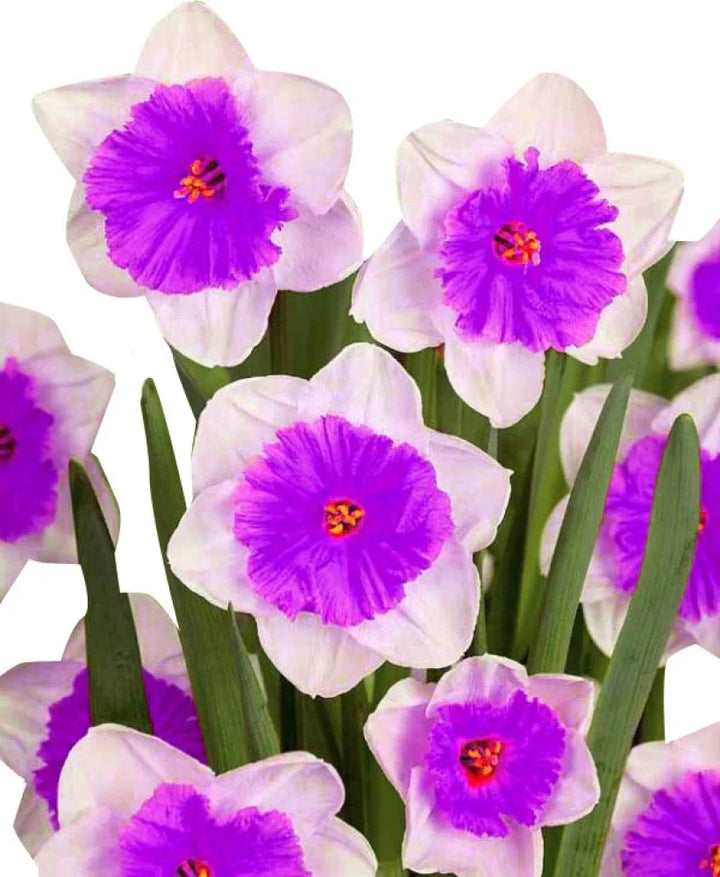 Flower Seeds, Seeds,Seeds For Planting,Plant Seeds