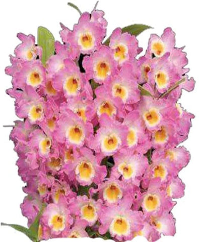 Flower Seeds, Seeds,Seeds For Planting,Plant Seeds
