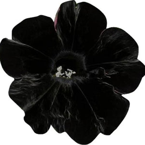 Flower Seeds, Seeds,Seeds For Planting,Plant Seeds