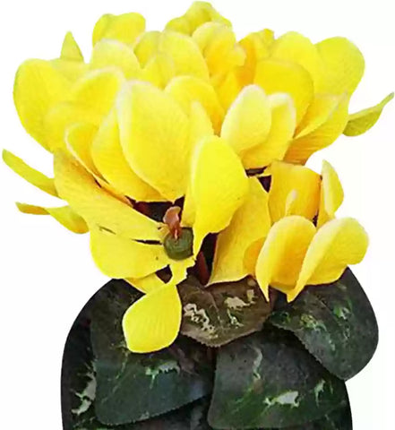 Flower Seeds, Seeds,Seeds For Planting,Plant Seeds