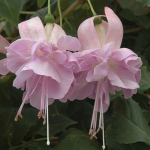 Flower Seeds, Seeds,Seeds For Planting,Plant Seeds