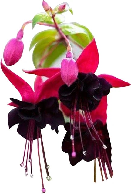 Dark Maroon Fuchsias Flower Seeds for Planting | Heirloom Non-GMO High Germination Seeds