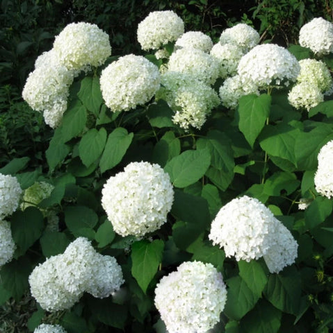 Flower Seeds, Seeds,Seeds For Planting,Plant Seeds