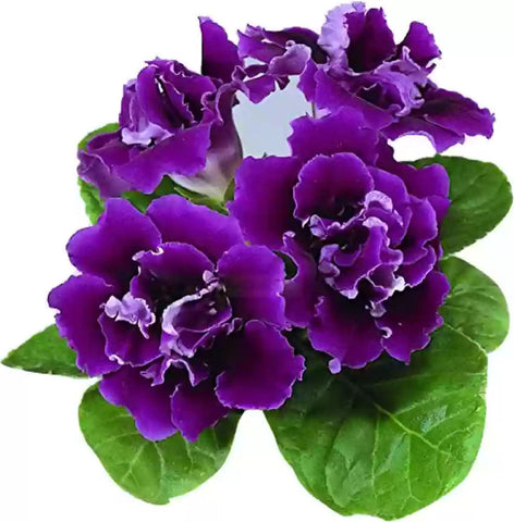 Flower Seeds, Seeds,Seeds For Planting,Plant Seeds