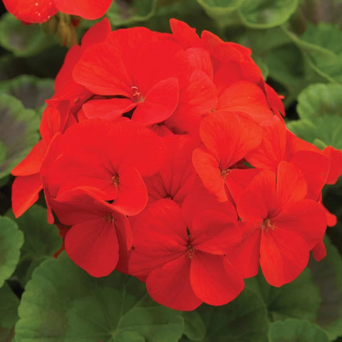 Flower Seeds, Seeds,Seeds For Planting,Plant Seeds