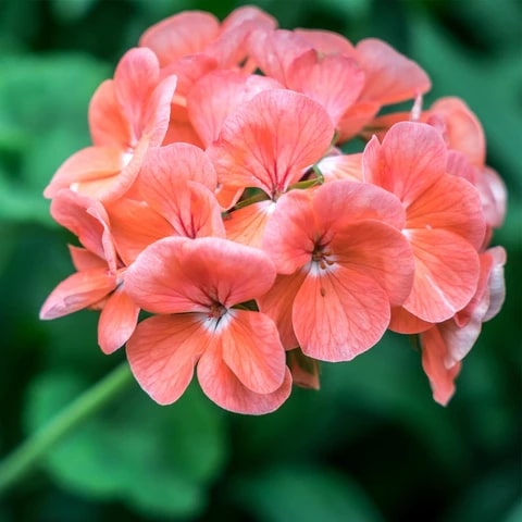 Biosnyg Geranium Flower Garden Seeds Salmon – Long Bloom Season, Heirloom, Non-GMO, High Germination Organic Garden Seeds