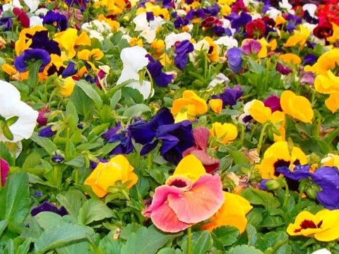 Mixed Pansy Flower Seeds for Planting – Cottage Garden Essential, Heirloom, Non-GMO, High Germination Organic Garden Seeds