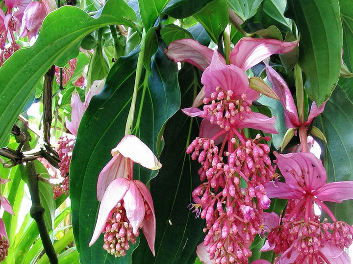 Flower Seeds, Seeds,Seeds For Planting,Plant Seeds