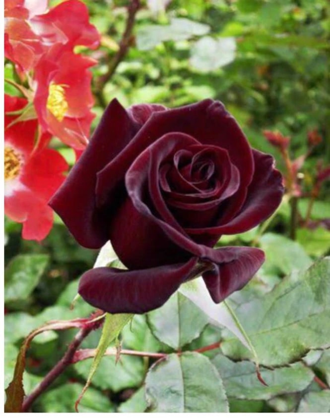 Rare Rose Flower Seeds for Planting Maroon Red – Hardy Variety, Heirloom, Non-GMO, High Germination Organic Garden Seeds