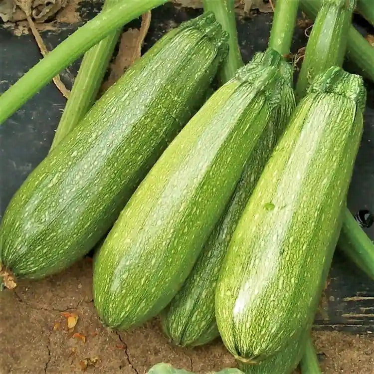 Grey Zucchini Squash Seeds for Planting – Heirloom, Non-GMO, Tender Summer Vegetable – High Germination