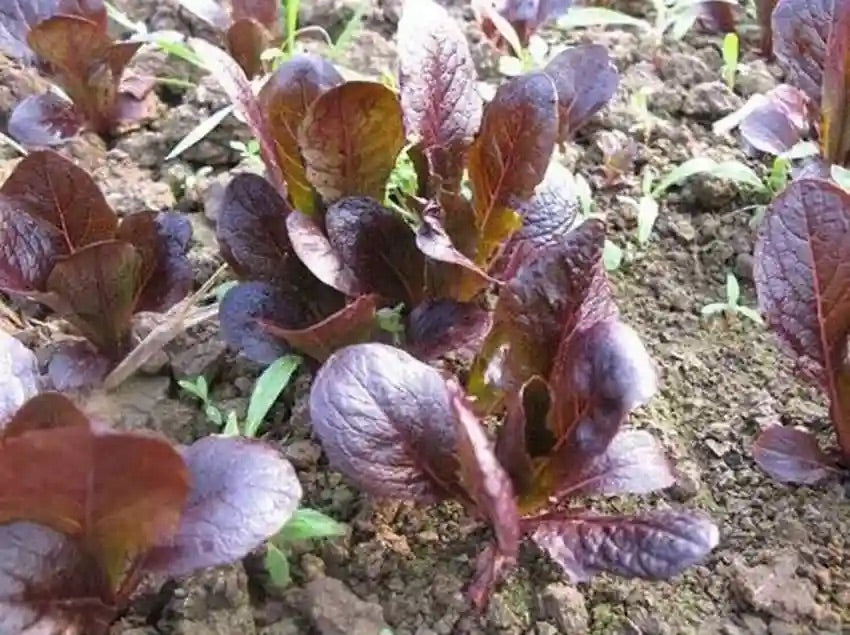 Purple Lettuce Seeds for Planting – Heirloom Non-GMO Colorful Leafy Vegetable Seeds with High Germination