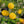 Yellow Acacia Perennial Flower Seeds for Planting, Heirloom Non-GMO Organic Garden Seeds
