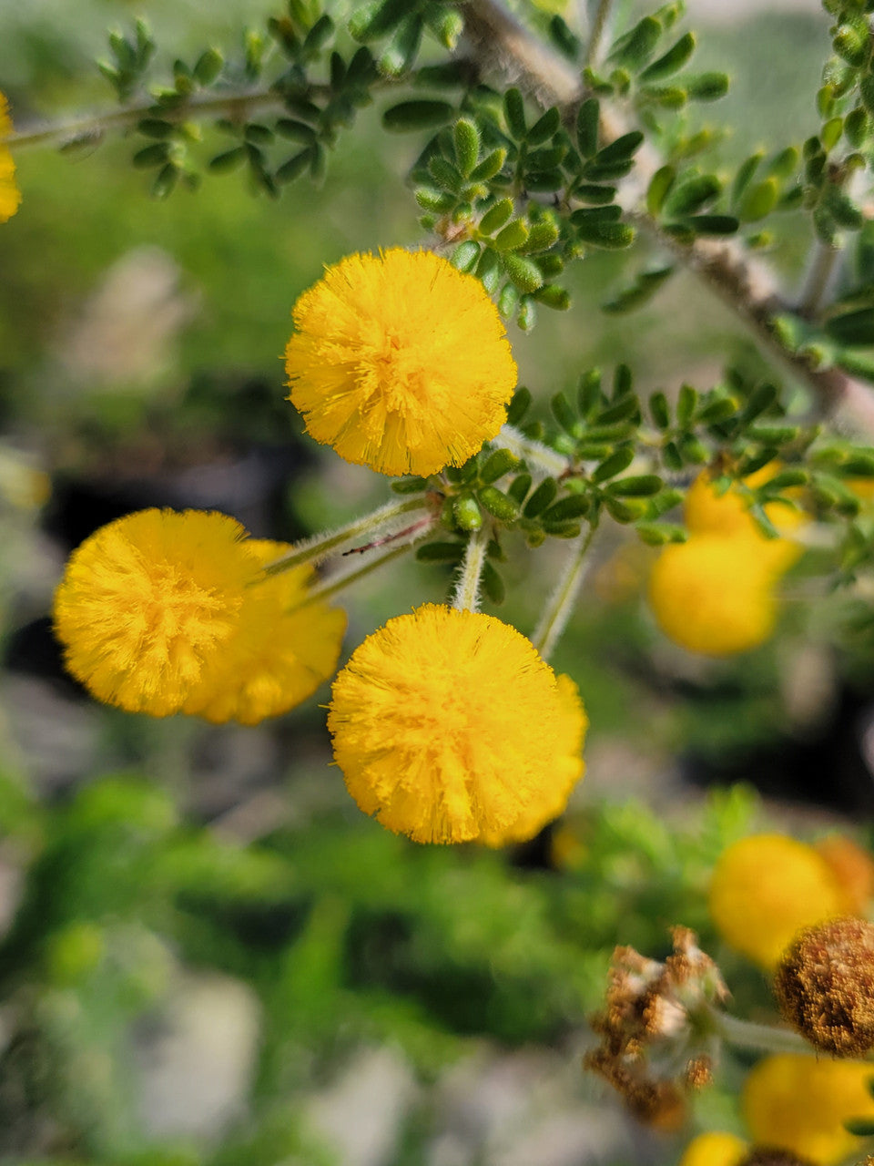 Yellow Acacia Perennial Flower Seeds for Planting, Heirloom Non-GMO Organic Garden Seeds