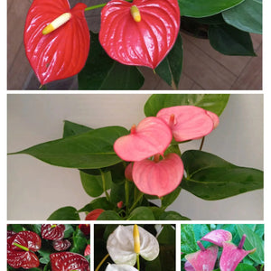 Flower Seeds, Seeds,Seeds For Planting,Plant Seeds