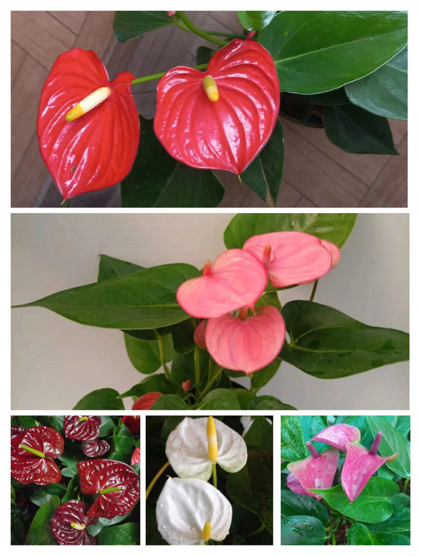 Flower Seeds, Seeds,Seeds For Planting,Plant Seeds