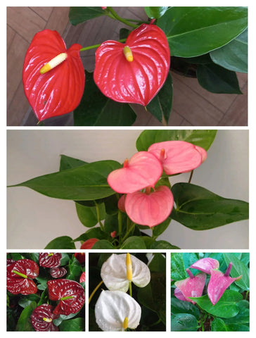 Flower Seeds, Seeds,Seeds For Planting,Plant Seeds