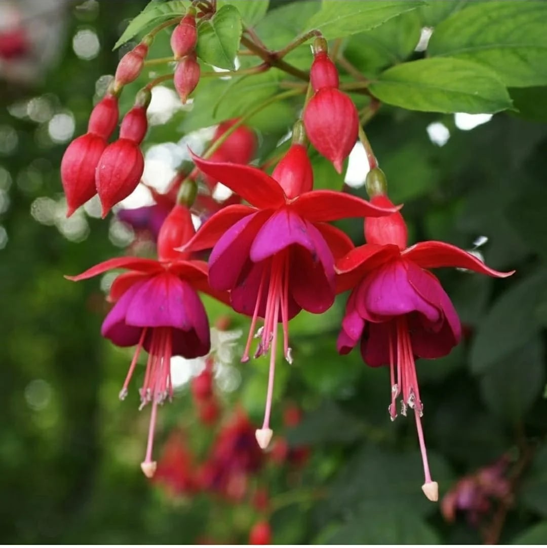 Fuchsia Flower Seeds for Planting, Pink Maroon – Heirloom, Non-GMO, High Germination Organic Garden Seeds