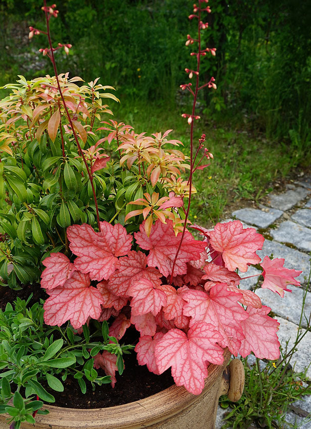 Heuchera Georgia Peach Seeds for Planting – Heirloom, Non-GMO, High Germination Perennial Flower Seeds