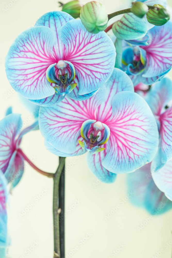Blue Pink Phalaenopsis Orchid Seeds Flower Seeds for Planting – Shade Tolerant, Heirloom, Non-GMO