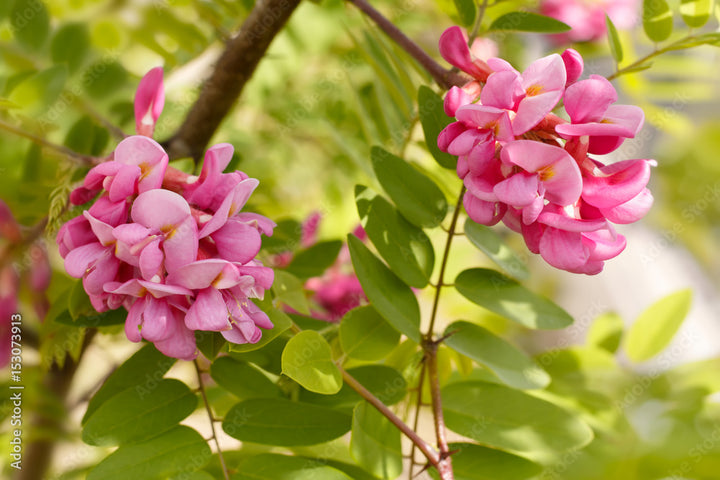 Pink Acacia Flower Seeds for Planting – Heirloom, Non-GMO, High Germination Organic Garden Seeds