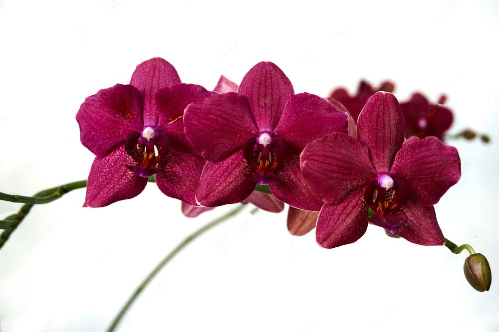 Maroon Phalaenopsis Orchid Seeds for Planting – Heirloom, Non-GMO, Premium Quality, High Germination