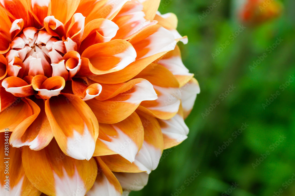 Orange White Dahlia Flower Seeds for Planting – Heirloom, Shade Tolerant, Non-GMO, High Germination