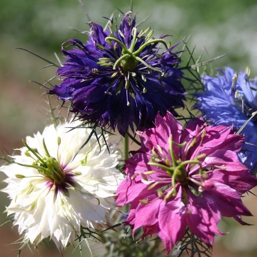 Nigella Damascena Flower Seeds for Planting – Heirloom, Non-GMO, Low Maintenance Organic Garden Seeds