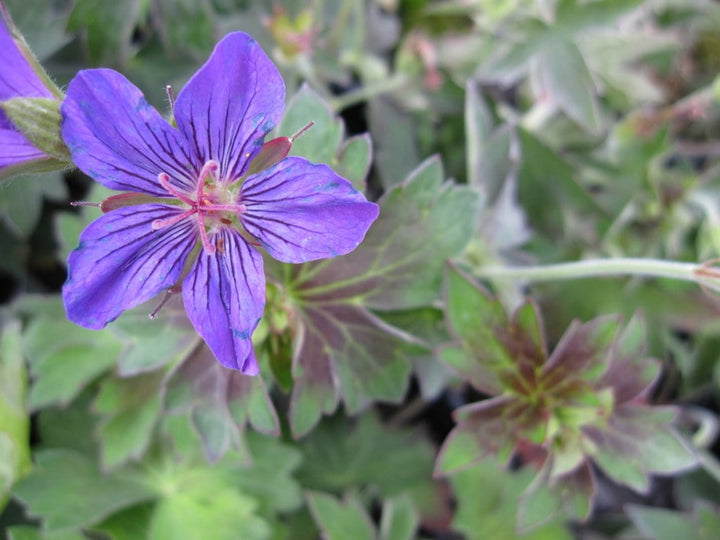 Geranium Purple Flower Seeds for Planting - 100 pcs - Seasonal Bloomer, Heirloom & GMO Free Seeds for Home Garden