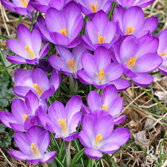 Crocus Flower Seeds for Planting – Heirloom, Non-GMO, High Germination Organic Garden Seeds