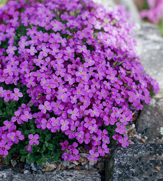 Violet Rock Cress Flower Seeds for Planting – Heirloom, Non-GMO, High Germination Organic Garden Seeds