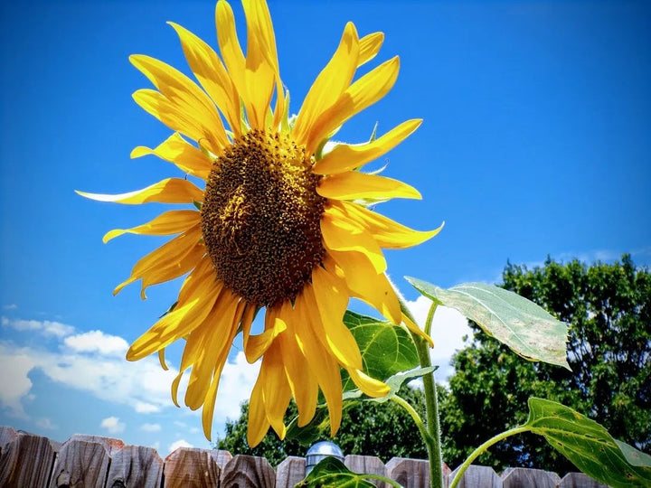Skyscraper SunFlower Seeds for Planting – Heirloom, Non-GMO, High Germination Organic Garden Seeds