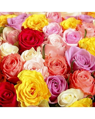 Red Yellow Multi-Color Rose Seeds for Planting – Heirloom, Non-GMO, Hardy, High Germination Variety