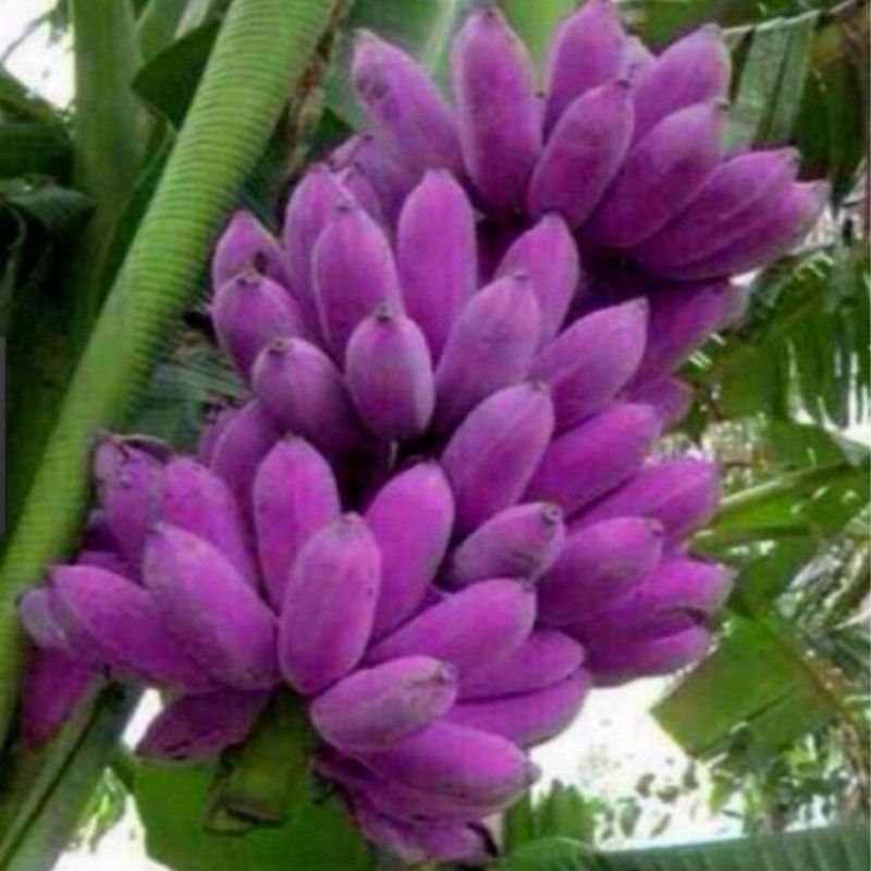 Purple Banana Fruit Seeds – Heirloom, Non-GMO Seeds for Unique Tropical Fruit Tree Planting