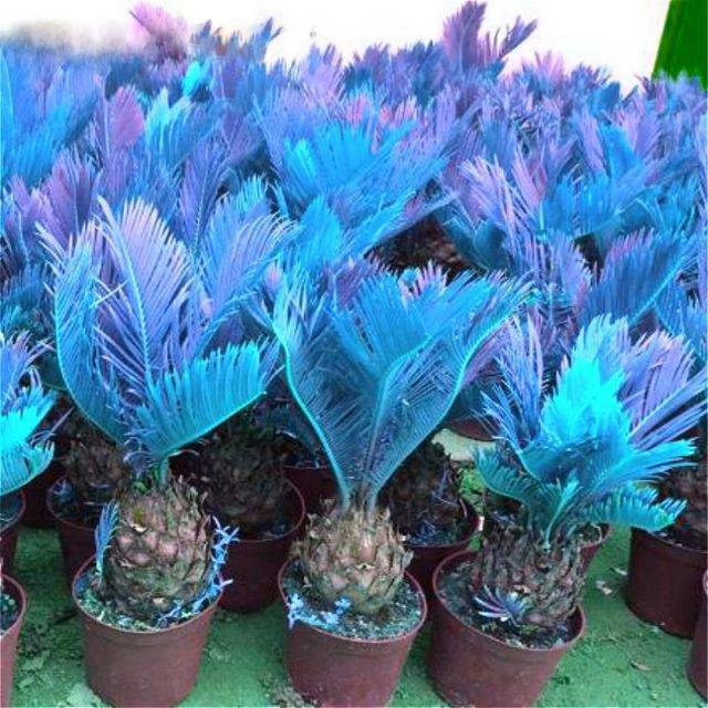 Blue Cycas Flower Seeds for Planting – Heirloom, Non-GMO, High Germination Organic Garden Seeds