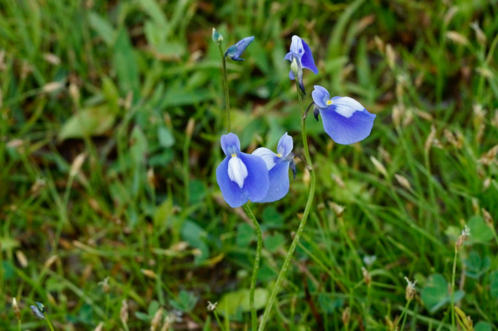 Blue Utricularia Flower Seeds for Planting – Heirloom Non-GMO, High Germination Organic Garden Seeds