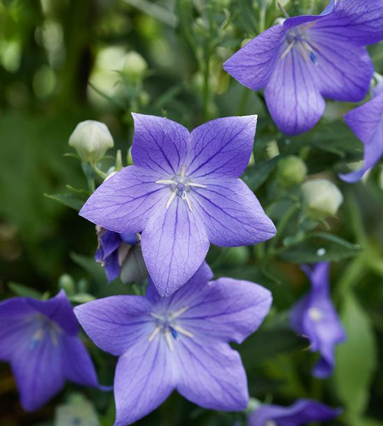 Violet Grandiflorus Flower Seeds for Planting – Heirloom Non-GMO, High Germination Organic Garden Seeds
