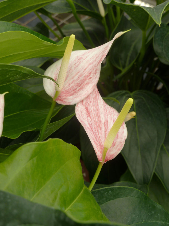 Anthurium White Pink Flower Seeds for Planting – Heirloom, Non-GMO