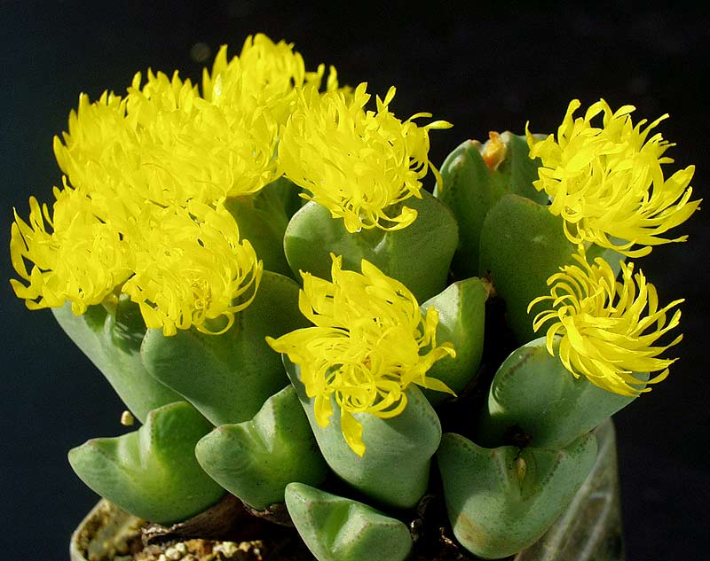 Conophytum Bilobum Cactus Seeds – Heirloom Non-GMO Succulent Seeds for Home & Garden Planting